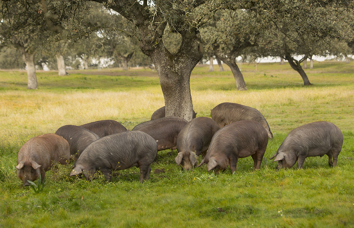 Selección de cerdos ibéricos en la dehesa de Encinar de Poniente