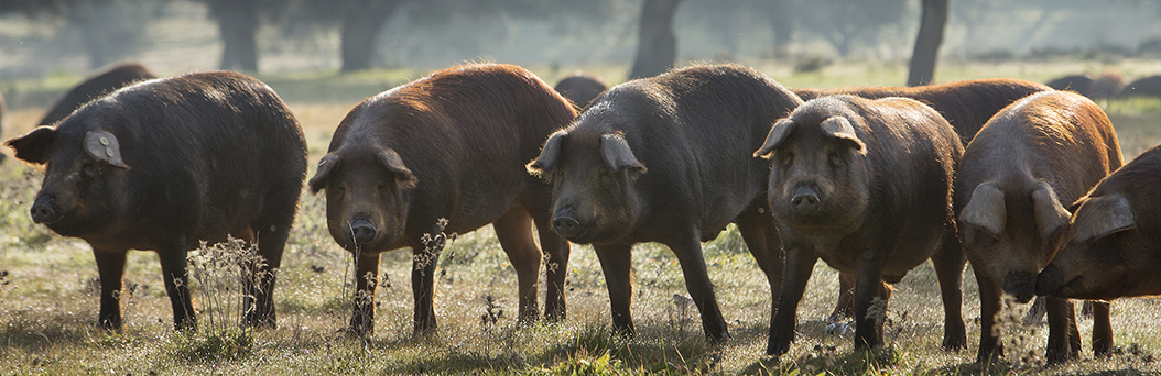 Ejemplares de cerdo ibérico criados en libertad en la dehesa el encinar de poniente