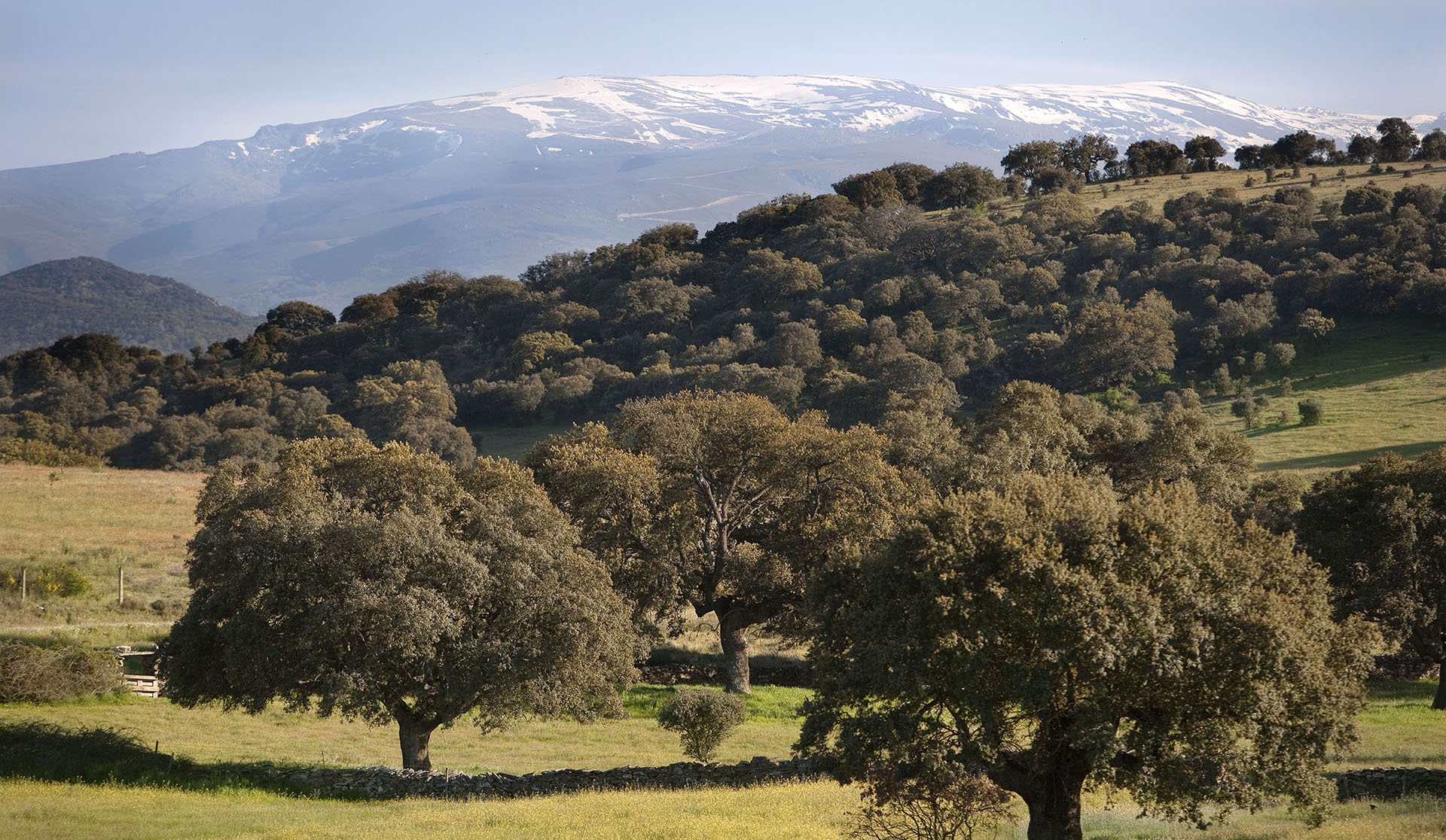 Dehesa de encinas en el entorno de Guijuelo, origen del cerdo ibérico