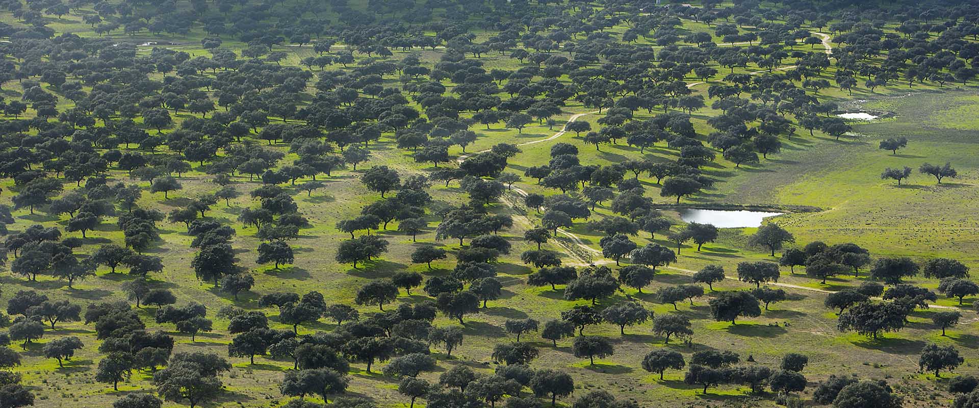 Vista aérea de la dehesa de Encinar de Poniente