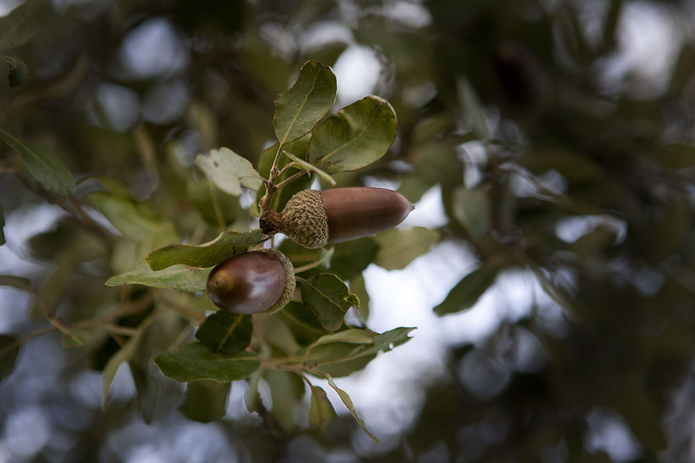 Bellotas maduras  en una encina de la dehesa, alimento natural del cerdo ibérico