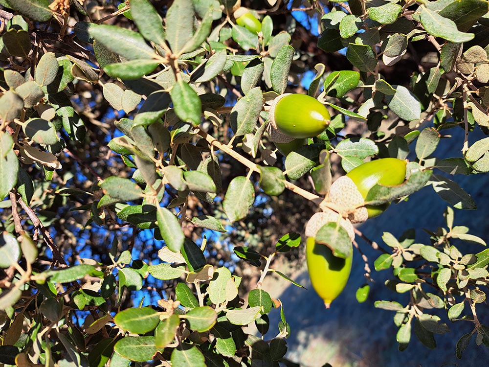 Antioxidantes naturales de la bellota