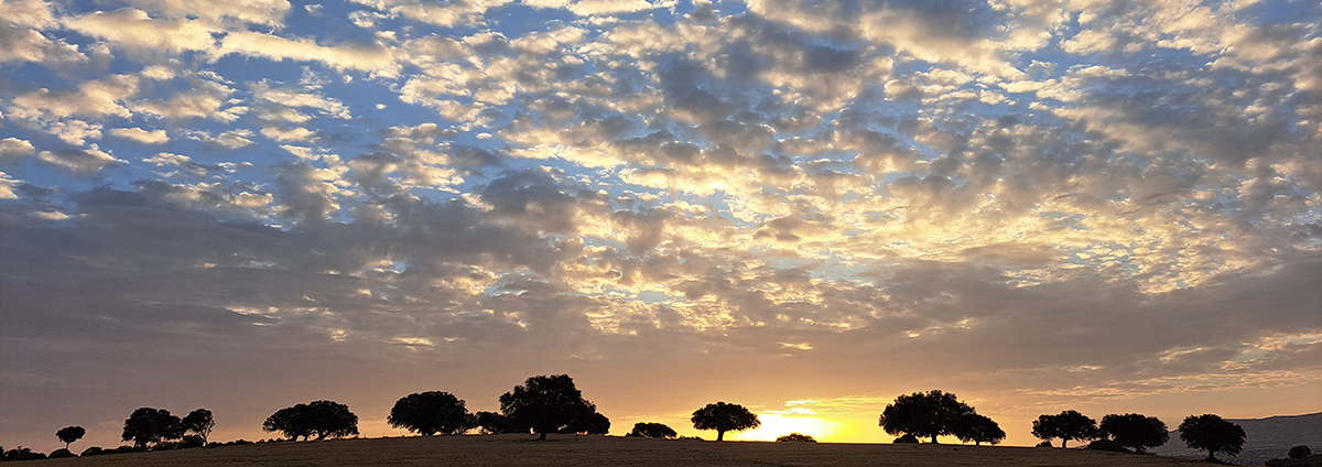 Atardecer en la dehesa de Encinar de Poniente