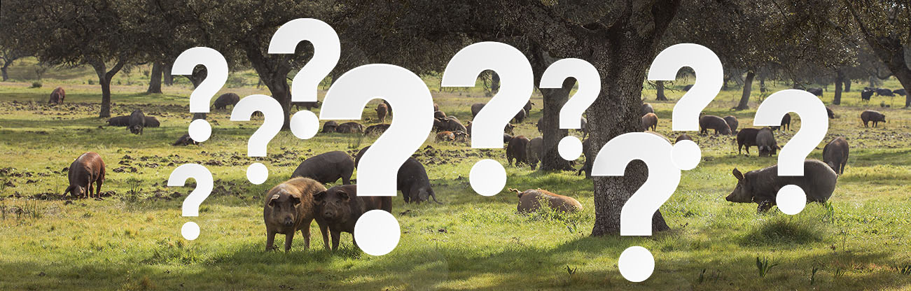Preguntas frecuentes sobre el cerdo ibérico, la dehesa y los productos ibéricos