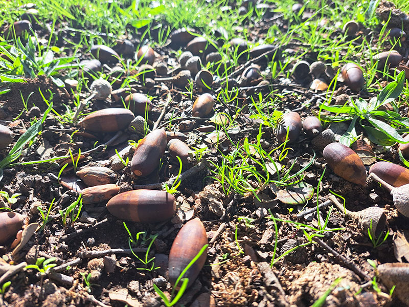 Bellotas caídas en la dehesa, alimento natural del cerdo ibérico durante la montanera