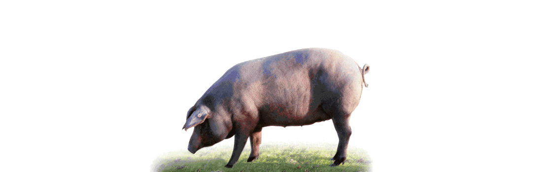 selected marcial meats localized