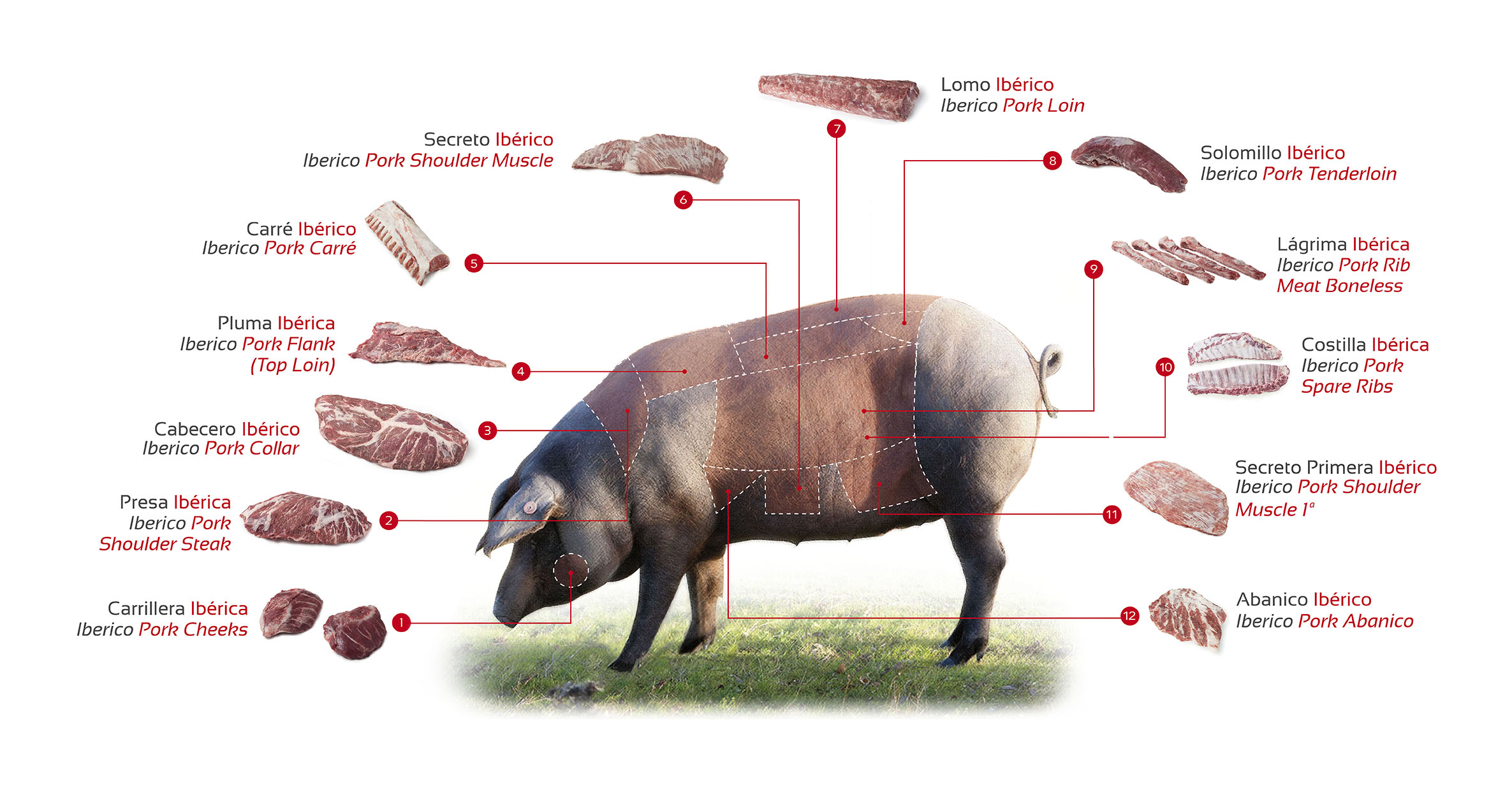 despiece marcial Guijuelo, cortes selectos carne ibérica