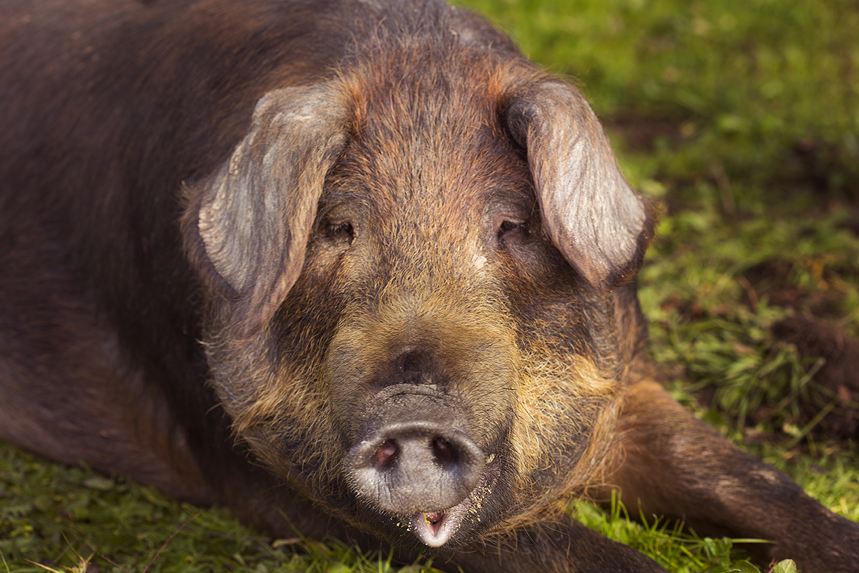 simpático Cerdo ibérico